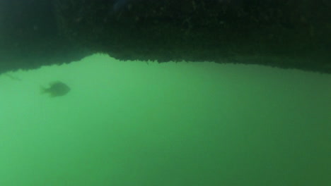 Group-of-bluegill-fish-in-underwater-view,-feed-of-small-bread-crumbs