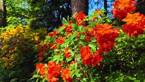 una exuberante planta de azalea con flores rojas