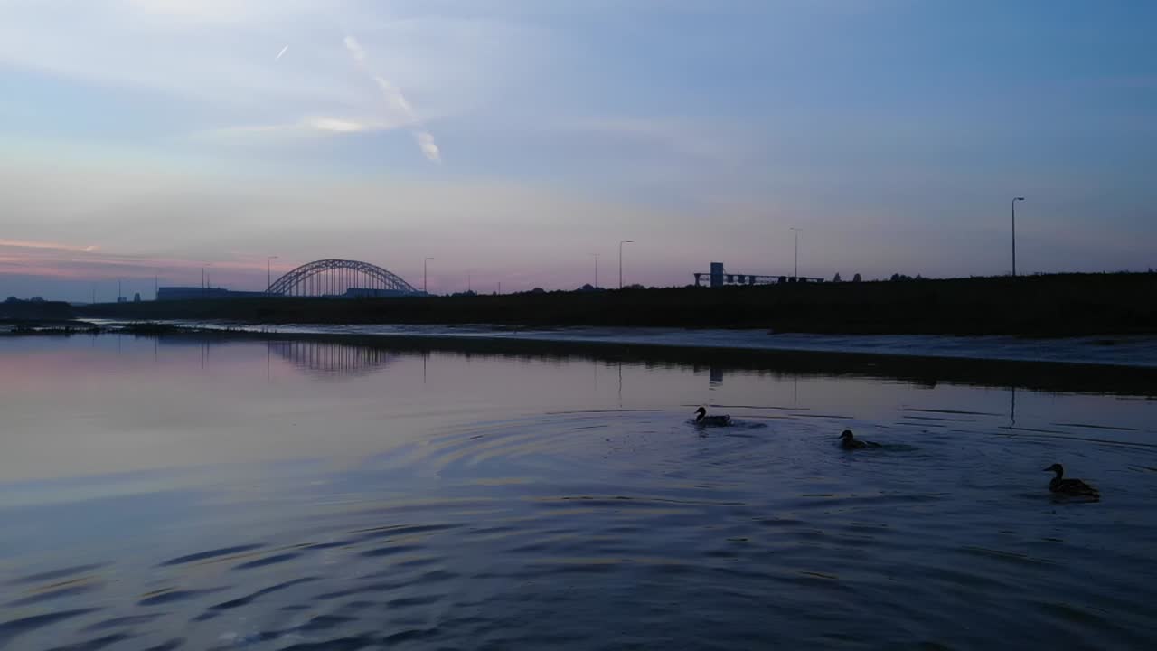 네덜란드에서 슬로모 스테디드론 촬영을 하는 동안 배경에 일출 색상이 있는 음식을 물속에서 찾고 있는 오리