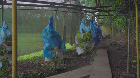 an automated conveyor for the fast transportation of banana baskets from the plantation to the processing plant, moving over a fixed path