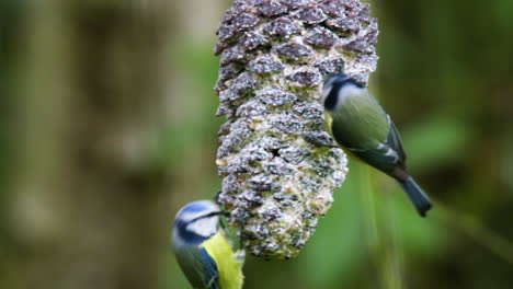 dos herrerillos azules alimentándose de un cono de pino grasiento en el jardín