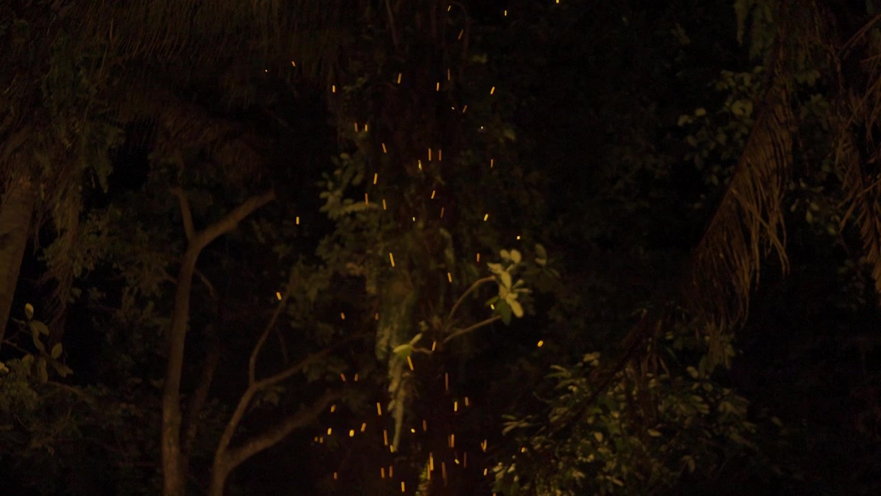 Donkere jungle 's nachts met vuurvonken in een retraite in Petén, Guatemala.
