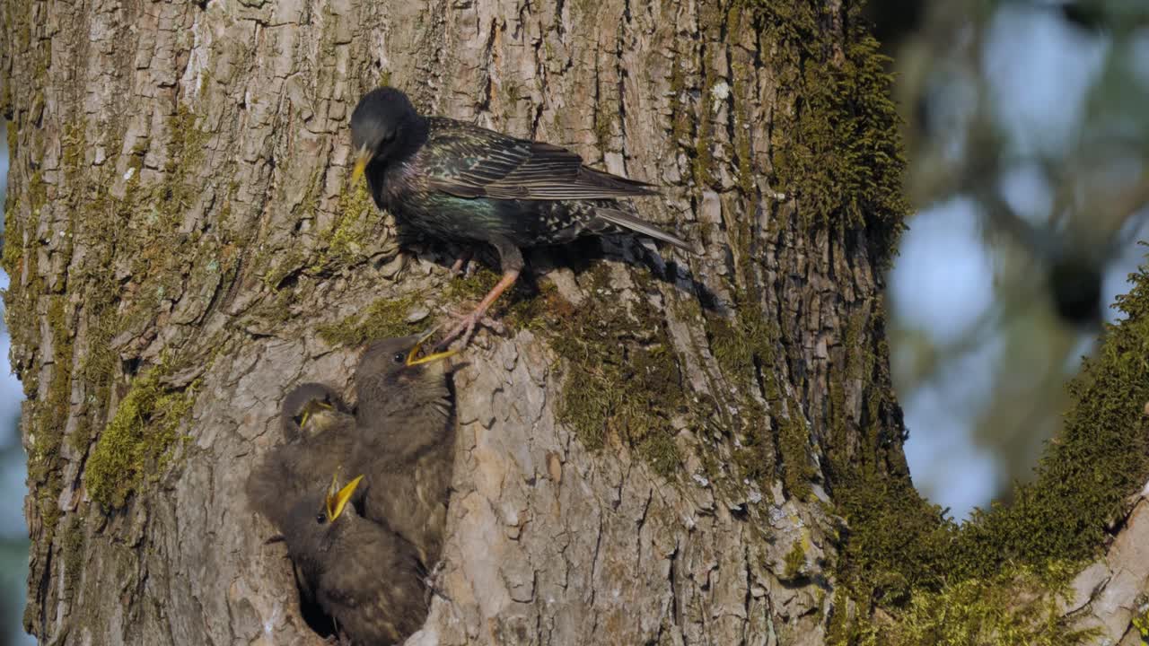 Mother Starling bird parent looking after  three grey baby fledglings in hollow tree nest calling for food hungry mother cleaning yellow beak close up shot slow motion