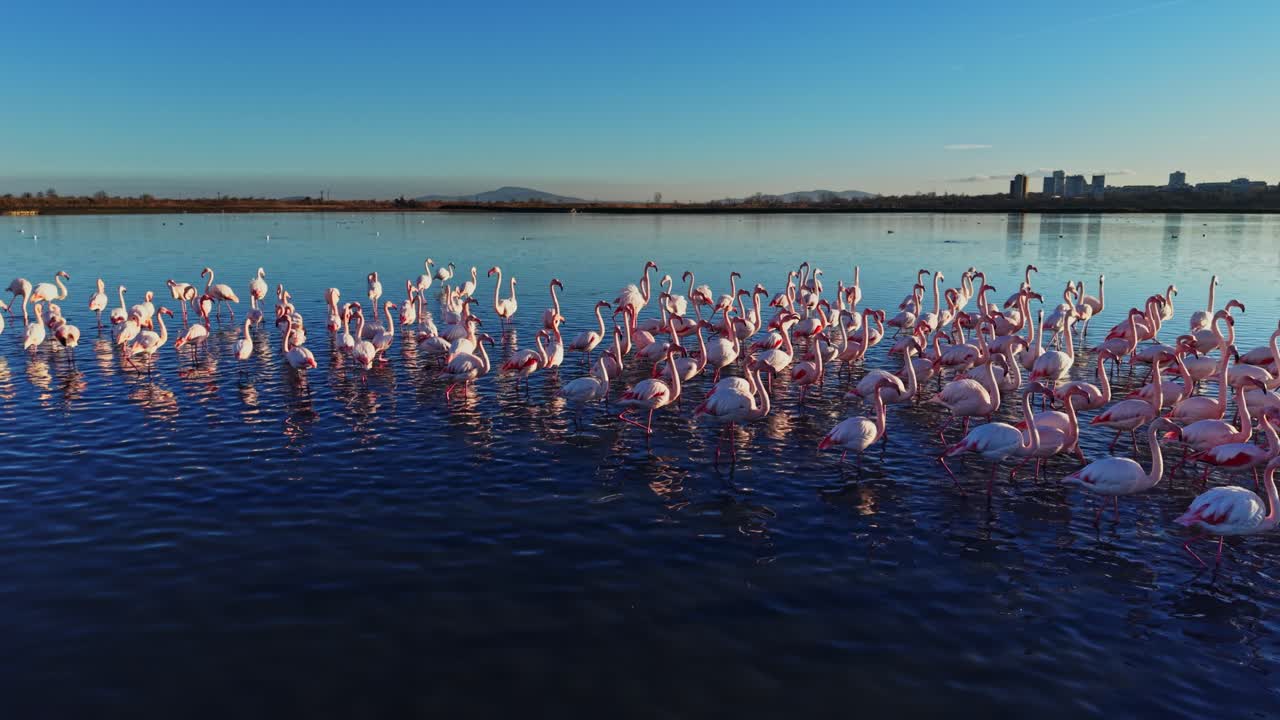 Flamingos gathered at a lake during daylight in a warm climate