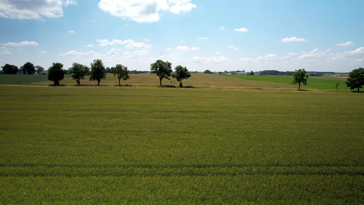 un lento vuelo de avión no tripulado sobre un campo de cebada en maduración