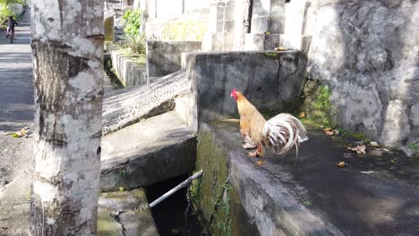 Straße-Bunter-Bali-hahn-Geht-In-Einem-Traditionellen-Dorf-In-Indonesien,-Asien