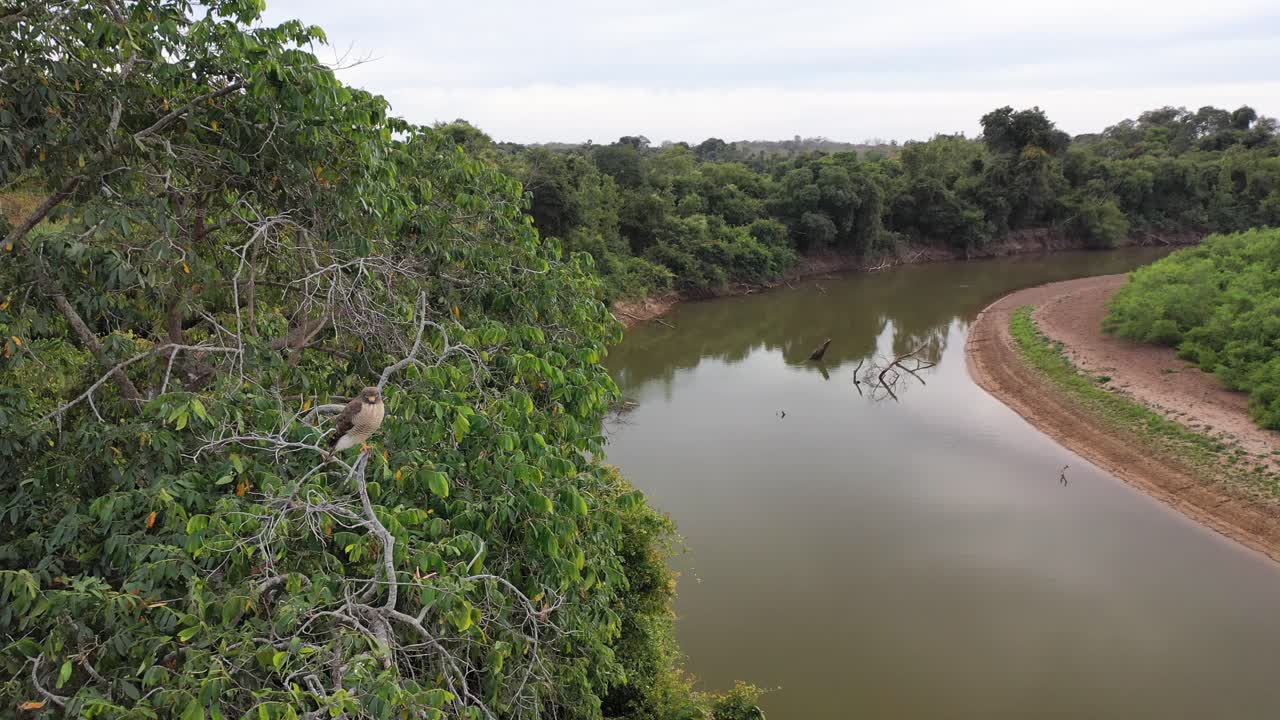 Halcón posado en un árbol en el sur del Pantanal.