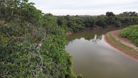 halcón posado en un árbol en el pantanal sur