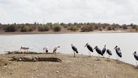 cocodrilos y cigüeñas marabúes relajados en el parque nacional africano de kenia