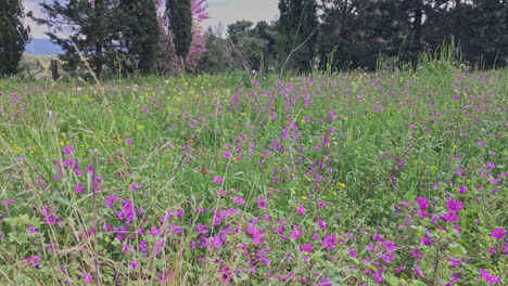 Toma-Panorámica-De-Flores-Silvestres-En-Un-Campo