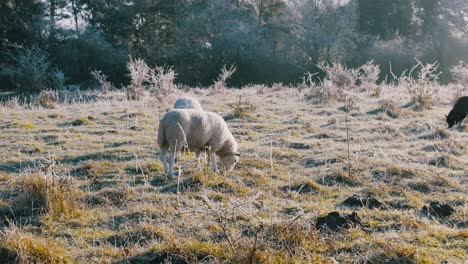 Herde-Von-Schafen,-Die-Auf-Gefrorenem-Feld-In-Thetford,-Großbritannien,-Weiden