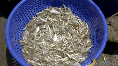 fresh anchovy fish shuffling in fish harbour