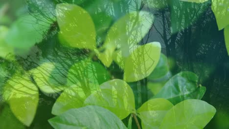 Animation-of-green-leaves-over-forest