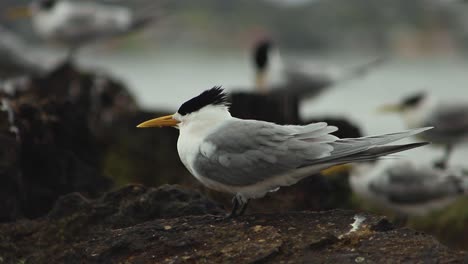 Greater-Crested-Tern-Bird-Defecating-Perched-on-Rocky-Lake-Beach-in-Perth,-Western-Australia---close-up-profile