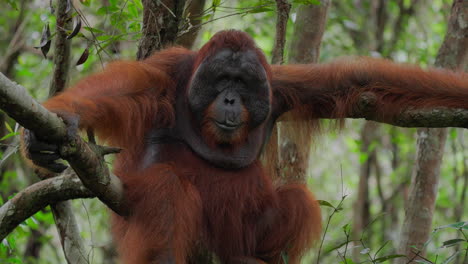 orangutan in a tree