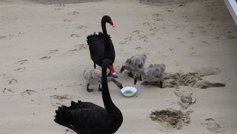 adult black swans feeding young cygnets on sandy beach