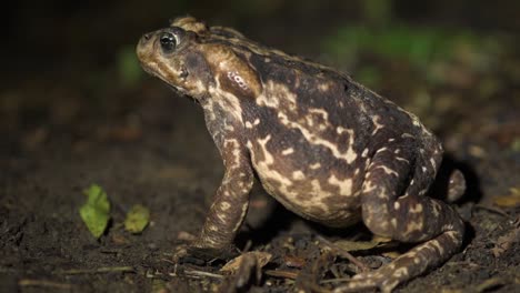 cope's toad is a species of large-sized amphibian