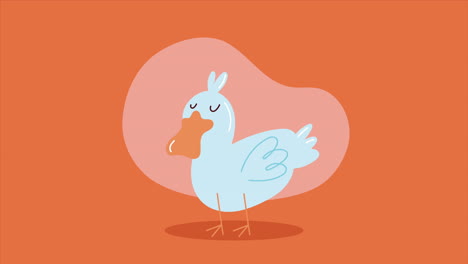 cute duck farm animal character animation