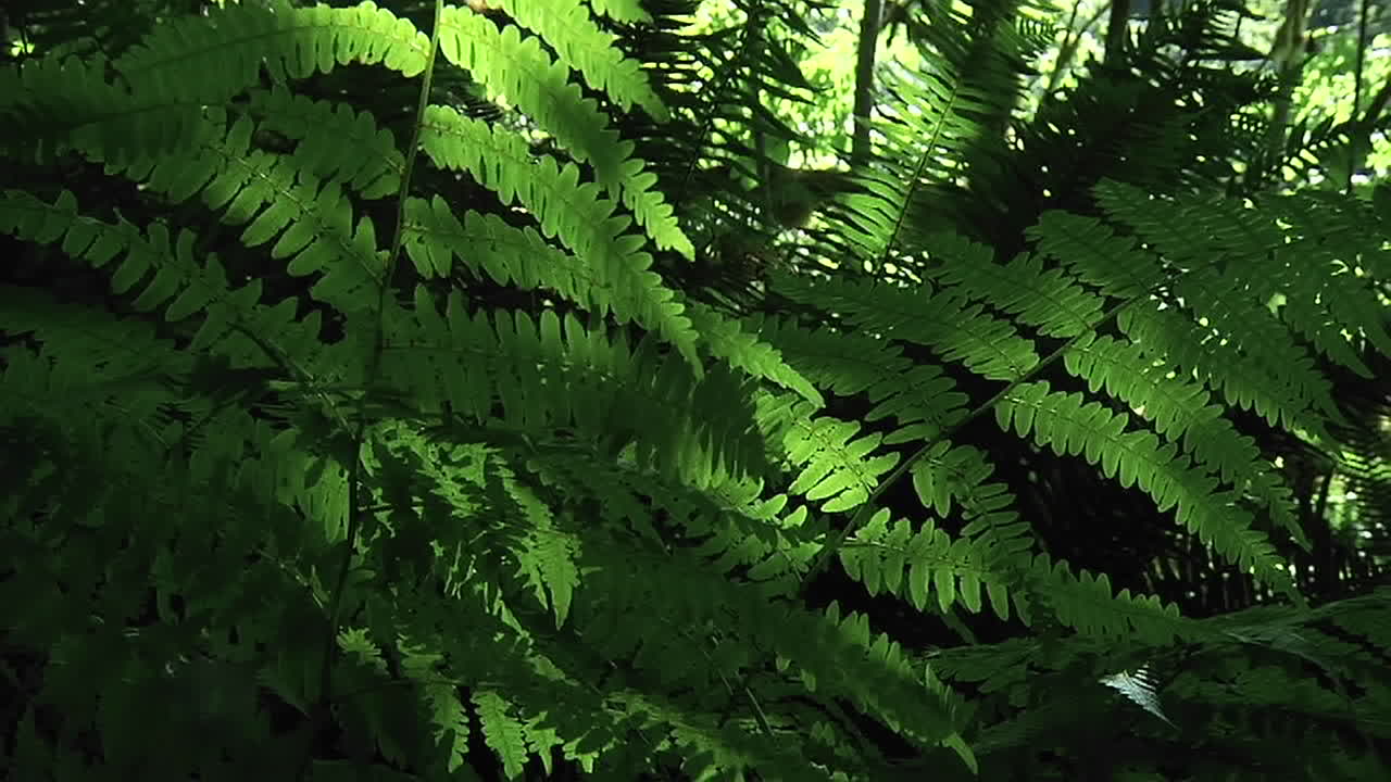 una brisa mueve las plantas por el suelo del bosque 1