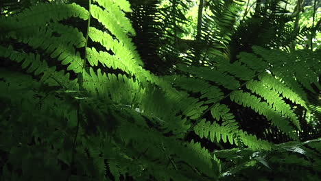 Una-Brisa-Mueve-Plantas-Por-El-Suelo-Del-Bosque-1