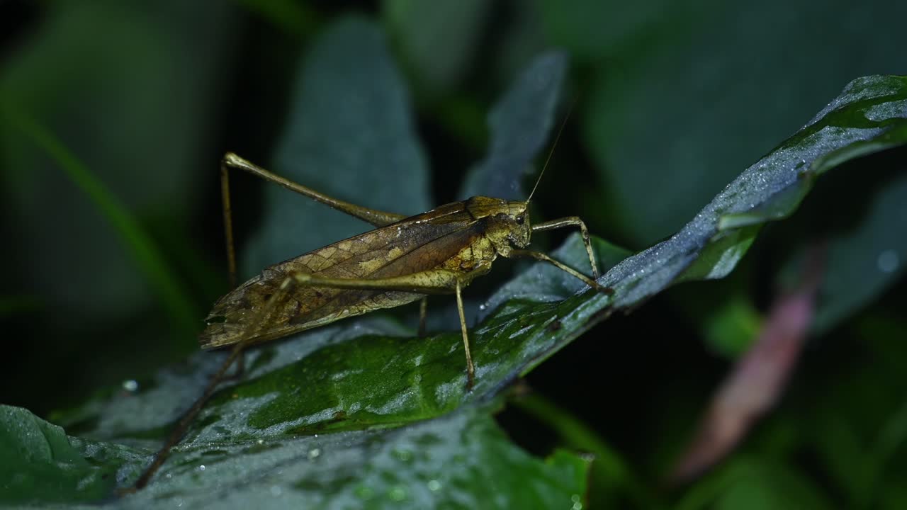 saltamontes americanos, grillo de arbusto, tettigoniidae, imágenes de 4k