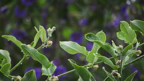 Lila-Blaue-Blumen-Mit-Regentropfen,-Die-Auf-Sie-Fallen-Und-Spritzen,-Ruhiges,-Meditatives-Hintergrundmaterial