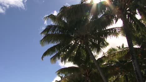palmeras de coco, cielo azul y rayos de sol que pasan a través de las hojas, filmadas en rarotonga, islas cook