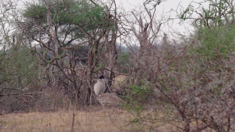 kori bustard walking behind the bare bushes at the savannah in botswana - panoramic shot