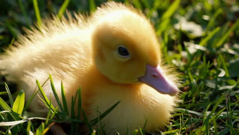 duckling in the grass