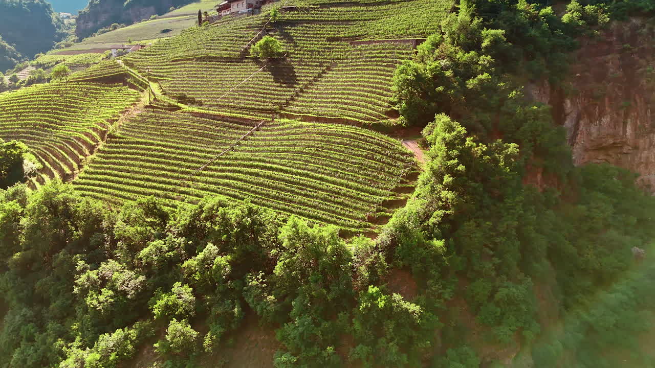 Flying close to bare cliffs with lush greenery on top. Vast vineyards grow on the mountains. Sunny view of Bolzano in South Tyrol, Italy.
