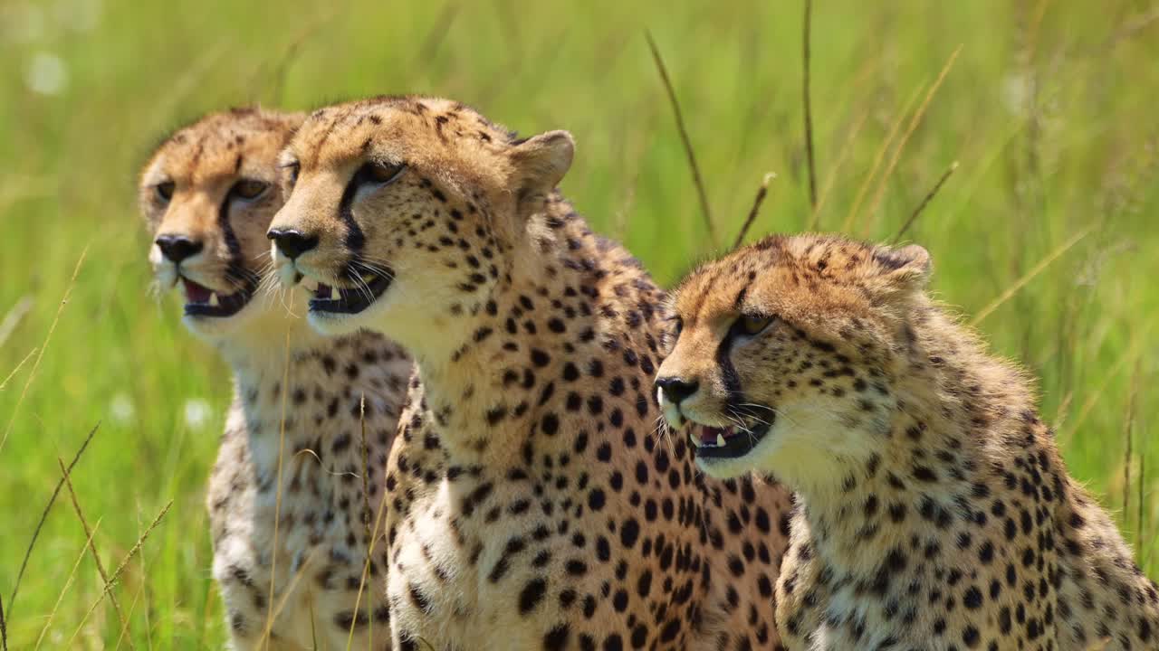 아프리카의 아름다운 평야에서 숨을 쉬고, 밝은  ⁇ 빛 아래 숨을 쉬고, 케냐의 마사이 마라 국립 보호구역의 아프리카 야생동물, 아프리카의 마사이 마라의 사파리 동물