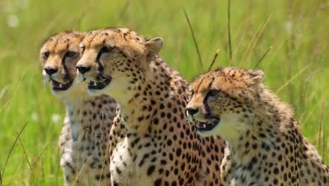 group of cheetahs together breathing heavily on luscious african plain, panting in bright sunshine , african wildlife in maasai mara national reserve, kenya, africa safari animals in masai mara