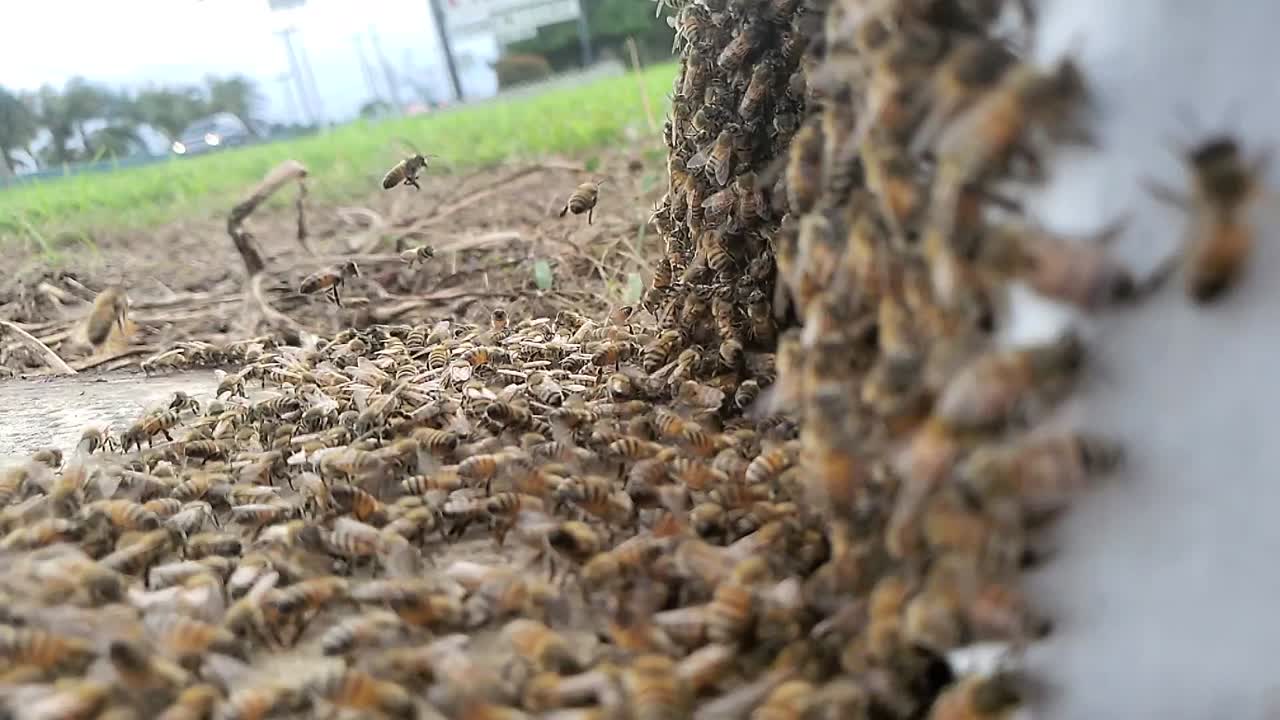 A small swarm of honey bees buzzing and moving into a new hive box near a busy road in slow motion hd 1080p 30p