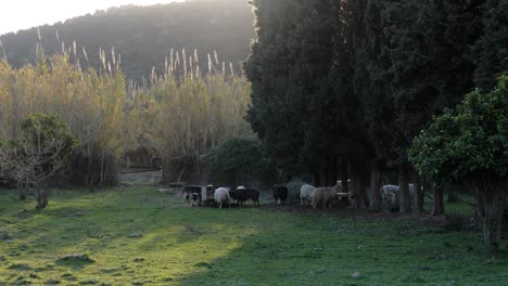 Slow-motion-shot-of-flock-of-sheep-standing-close-together-outside-in-the-afternoon-in-Sardinia,-Italy