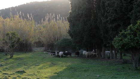 slow motion shot of flock of sheep standing close together outside in the afternoon in sardinia, italy