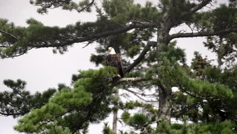 Águila-Calva-Posada-Sobre-Un-árbol-De-Coníferas,-Majestuosa-Fuerza-Del-Patriotismo-En-Un-Día-Nublado