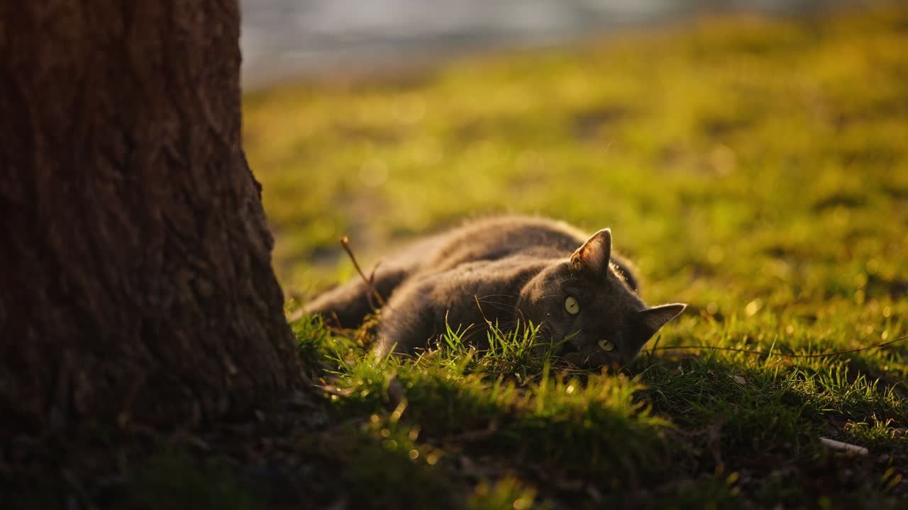 toma en cámara lenta de un gato rodando en la parte inferior de un árbol rascándose