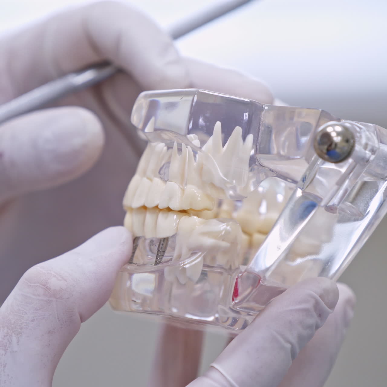 Modern jaw model in dentists hands. Close-up artificial teeth. Medic in white sterile gloves. Stomatology concept.
