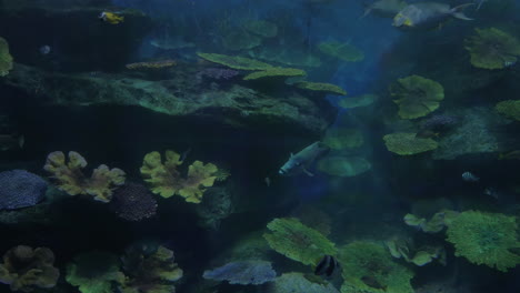 fish swimming in oceanarium