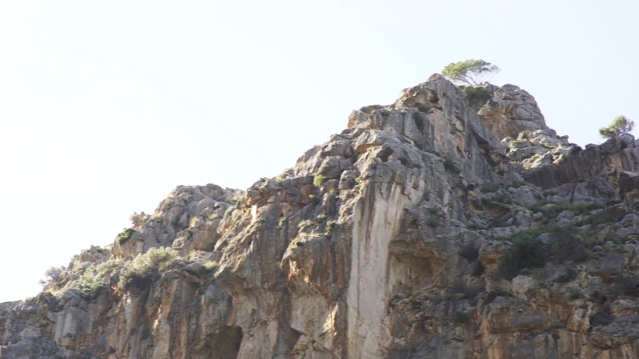 나무 가 있는 산꼭대기