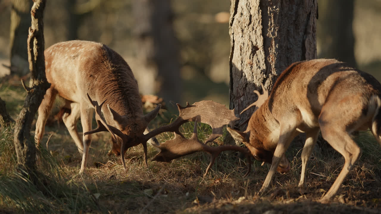 ciervos en barbecho luchando en el bosque