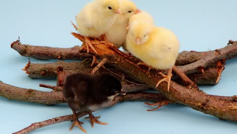 cute little yellow chickens in their nest on a blue background. they want to sleep. minimal concept. easter card