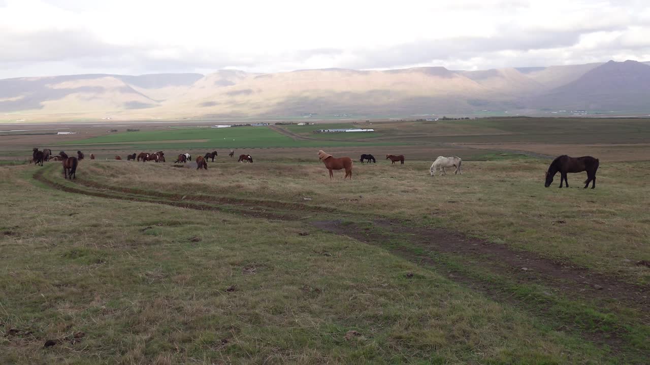 야생 아이슬란드 말 들 의 무리 가 황혼 때 바르마할리드 의 목초지 에서