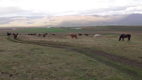 Manada-De-Caballos-Islandeses-Salvajes-En-El-Pasto-De-Varmahlid-Al-Atardecer