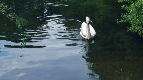 Lone-pelican-swim-in-zoological-park-lake.-Zoo-bird-and-water-reflection