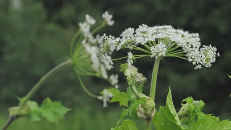 hogweed gigante contra con grandes flores blancas, heracleum manteggazzianum