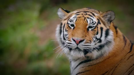 Bokeh-Porträt-Eines-Bengal-Tigers,-Der-In-Der-Wildnis-Gähnt-Und-Sich-Umdreht,-Fauler-Tiger-Und-Faulheitskonzept