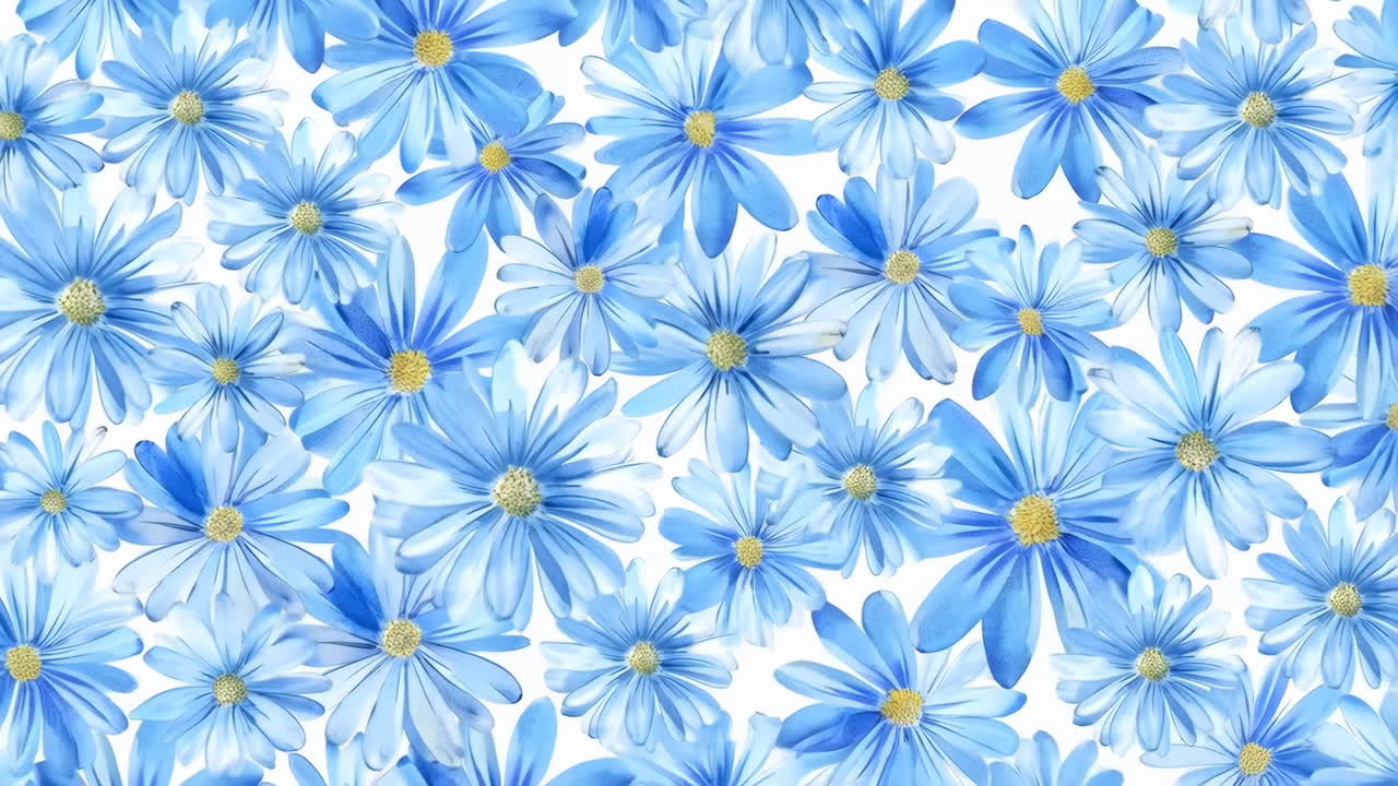 Pattern of Blue Daisy Flowers on a White Background