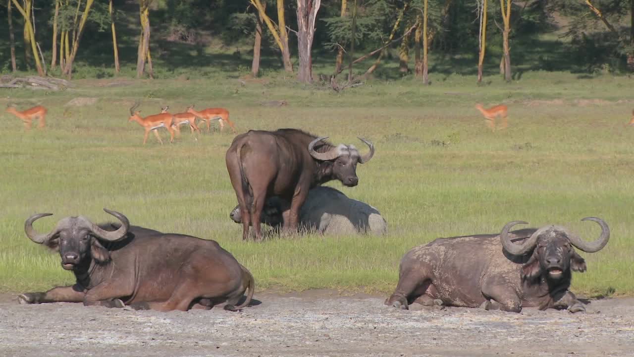 아프리카 평원에서 휴식을 취하는 케이프 버팔로