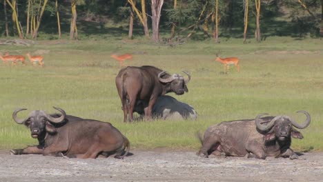 Cape-Buffalo-Relajándose-En-Las-Llanuras-De-África